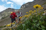 48 Doronicum grandiflorum